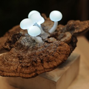 野蘑菇灯:从自然中得到的灵感 野蘑菇灯:从自然中得到的灵感