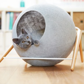 优雅舒适猫咪的家 优雅舒适猫咪的家
