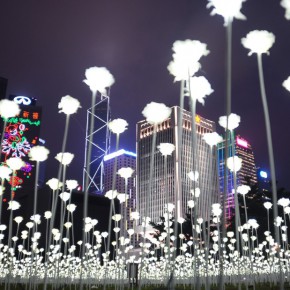 25000朵LED白玫瑰 造出香港“最浪漫”情人节 25000朵LED白玫瑰 造出香港“最浪漫”情人节
