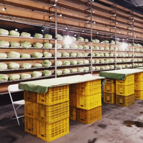西安这个菜市场因1000棵白菜成为网红,如今却…… 西安这个菜市场因1000棵白菜成为网红,如今却……
